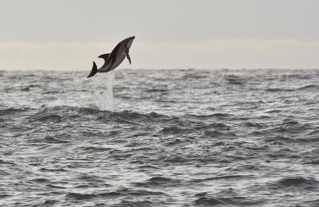 Dolphin - animal, dolphin, ocean, nature