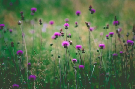 Flower - grass, Flower, nature, tree