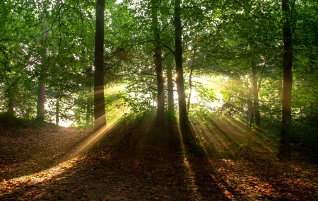 Forest - nature, tree, forest, grass