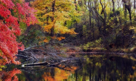 Lake - nature, water, tree, pond