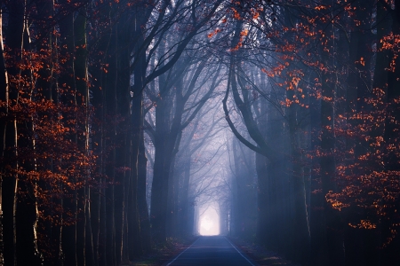 Forest Road - fog, forest, road, mist