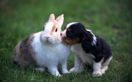 Kiss - animal, kiss, cute, caine, rodent, puppy, white, rabbit, valentine, couple, bunny, dog, green