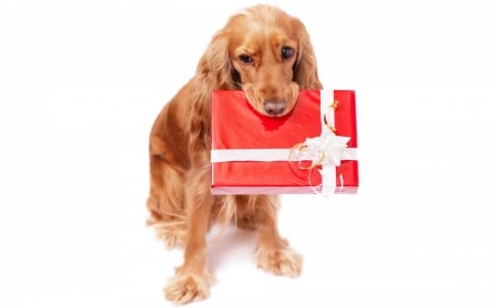 Merry Christmas! - red, animal, cute, caine, craciun, christmas, white, gift, dog