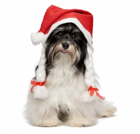 Merry Christmas! - hat, dog, santa, white, animal, craciun, funny, red, caine, puppy