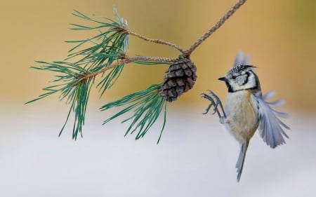 Crested tit - pinecone, branch, crested tit, bird, pasare