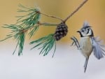 Crested tit