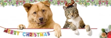 Merry Christmas! - cute, an imal, caine, cat, craciun, christmas, pisica, card, couple, dog