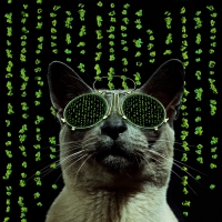 Cat in Matrix style