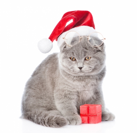 Christmas cat - cat, santa, pisica, grey, white, animal, glasses, funny, red, cute, gift, card