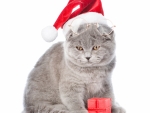 Christmas cat