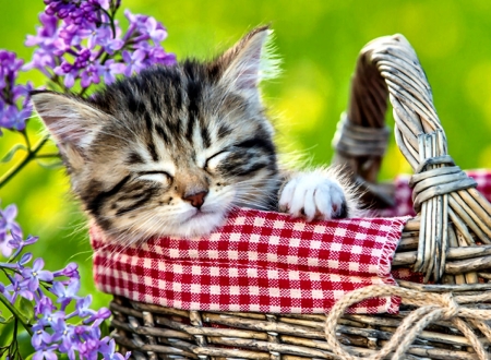 Kitten Sleeping in Basket 