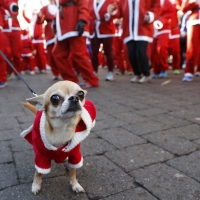 Santa Paws