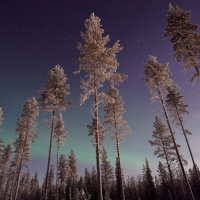 Tall Winter Trees