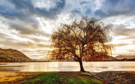 single tree sunset - nature, fun, lake, cool, sunset