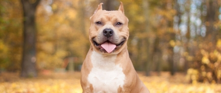 Pitbull - pitbull, puppy, animal, dog