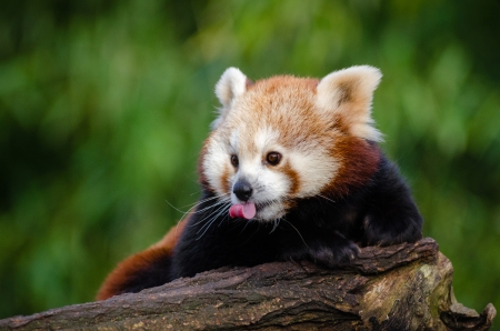 Red Panda - red, animal, paw, panda