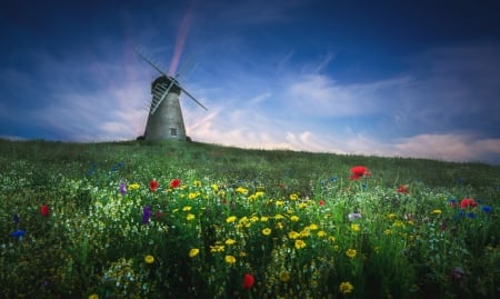 Windmill in Flower Field - nature, field, windmill, flower