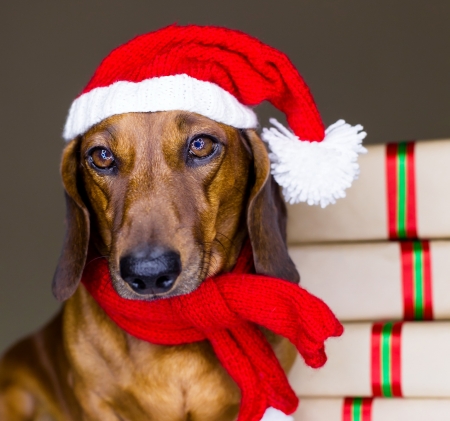 Christmas puppy - craciun, hat, gift, puppy, scarf, funny, christmas, caine, white, santa, red, animal