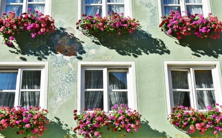 Windows and Flowers - flowers, house, windows, sun