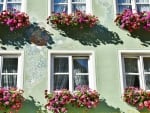 Windows and Flowers