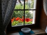 Window to Summer