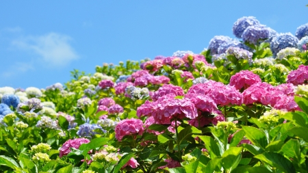 Flowers in Mountain - nature, purple, mountain, green, leaves, flowers