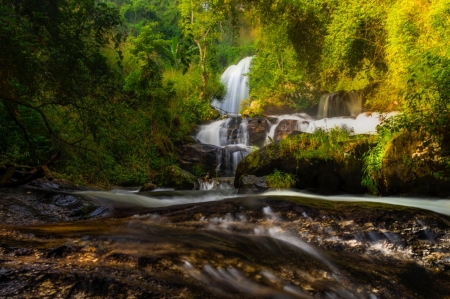 ♥ - trees, forest, nature, flowing