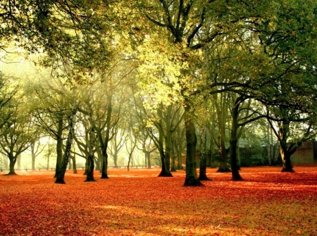 â™¥ - nature, autumn, forest, trees