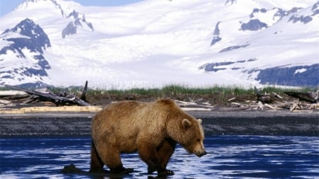 •ღ✿ღ• - snow, bear, winter, animal