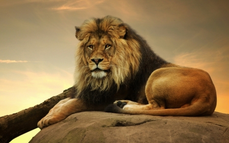 Lion - Lion, animal, king, hair