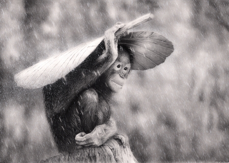 Rainy day - orangutan, monkey, black, white, animal, rain, bw, primate, leaf