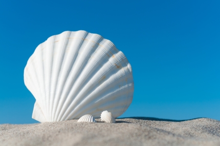 Shell - white, blue, summer, shell, sand