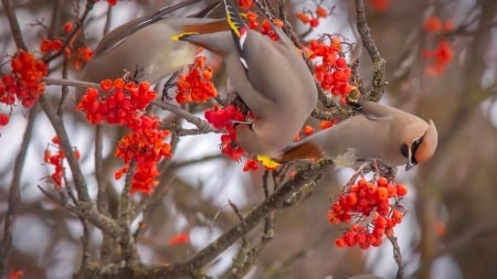 Waxwings - craciun, berry, branch, winter, rowan, bird, waxwing, christmas, pasare, red