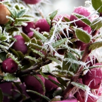 Frost on Winter Berries