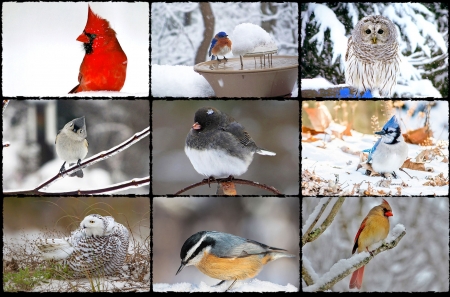 Birds Collage F - bird, animal, avian, beautiful, photography, photo, wildlife, wide screen