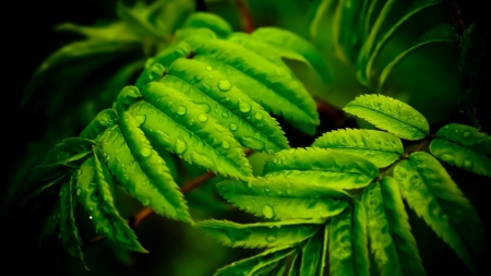 Leaves - leaves, nature, water, flora