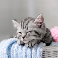Sleeping Kitty