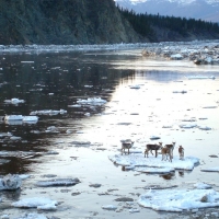 Caribou riding an ice chunk