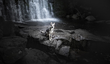 Waterfall - dogs, cute, animals, puppies