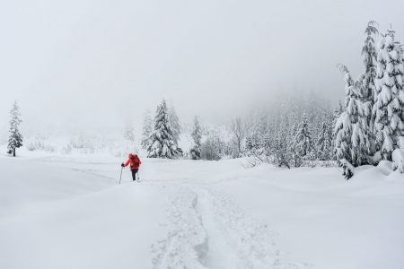 Joys of Winter - firs, snow, landscape, walk