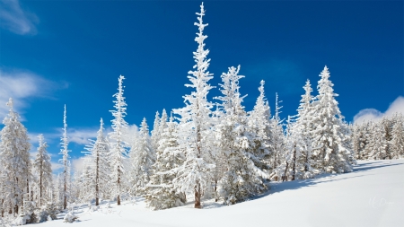 Forest Winter - forest, trees, snow, winter, mountains