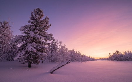 Frosty Sunrise - frosty, holidays, eve, sunrise, christmas