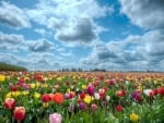 Tulips Field at Sunny Day