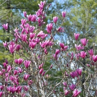 Saucer Magnolia