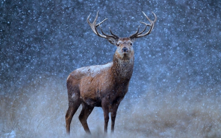 Deer - winter, animal, Deer, horn