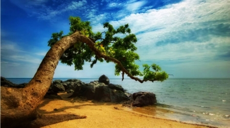 beach tree - fun, nature, ocean, beach, cool, tree