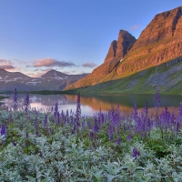 flowers in nature