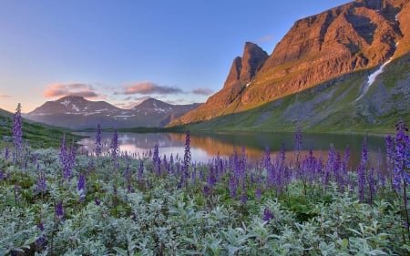 flowers in nature - lake, forest, cool, flowers, fun, nature, mountain