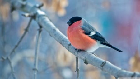 Bullfinch - beautiful, bird, nice, bullfinch