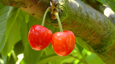 Cherry - Cherry, Awesome, Tree, Nice